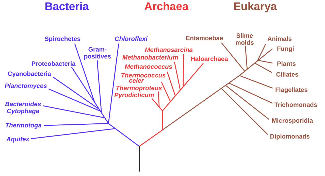 3 도메인 계통수 (Bacteria·Archaea·Eukarya)