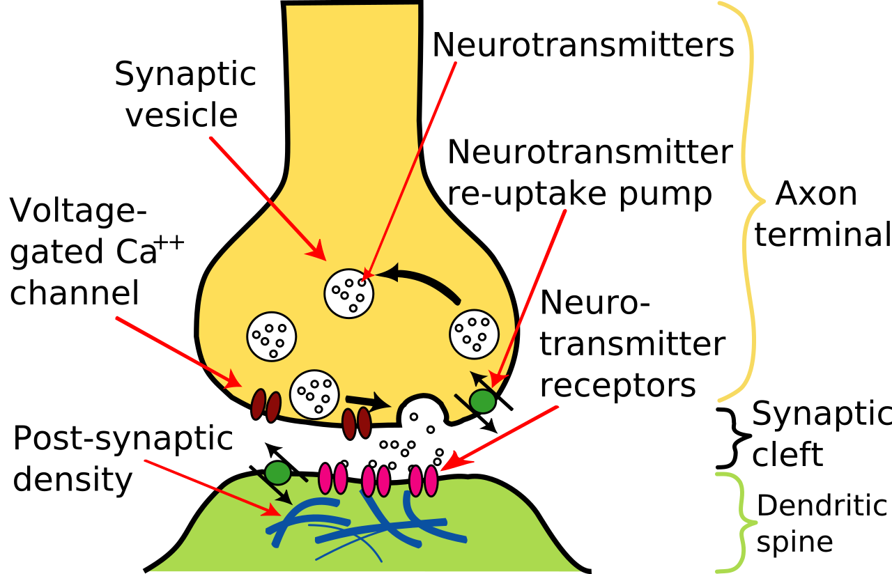 화학적 시냅스 (신경전달물질)